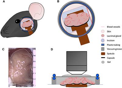 Effect of Dry Eye Disease on the Kinetics of Lacrimal Gland Dendritic Cells as Visualized by Intravital Multi-Photon Microscopy